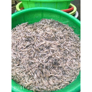 Cá bống sông trà sống Quãng Ngãi