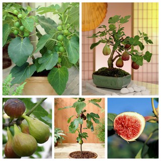 HẠT GIỐNG CÂY SUNG MỸ