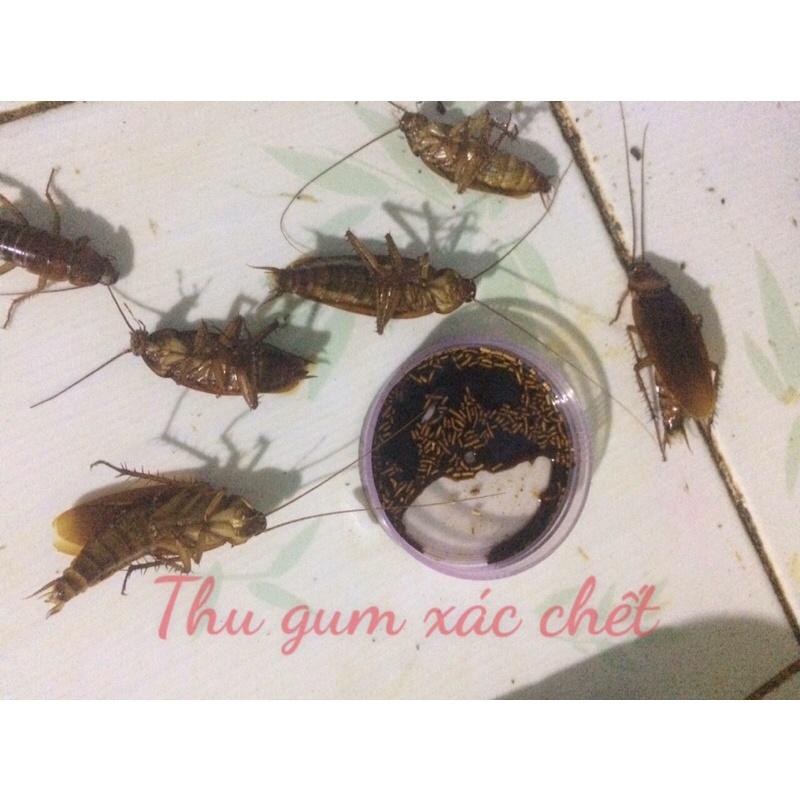 Thuốc diệt sạch gián tận ổ diệt gián lớn nhỏ chết sạch