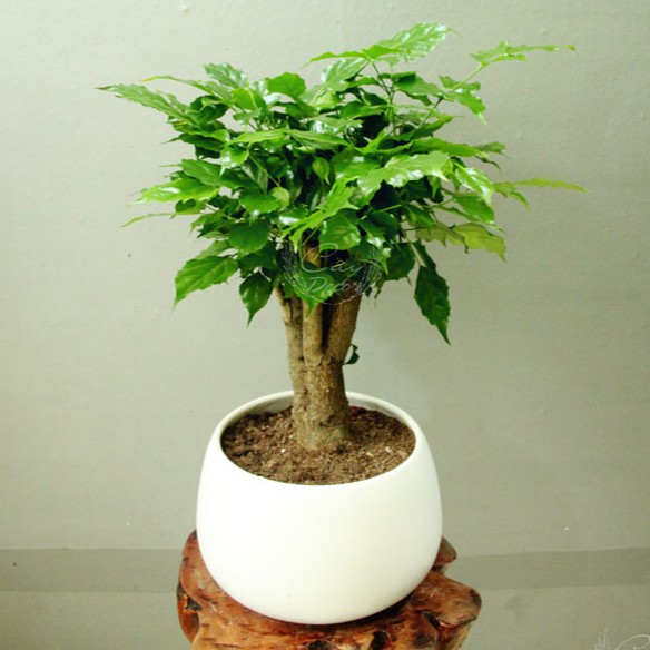 Cây hạnh phúc để bàn to bonsai
