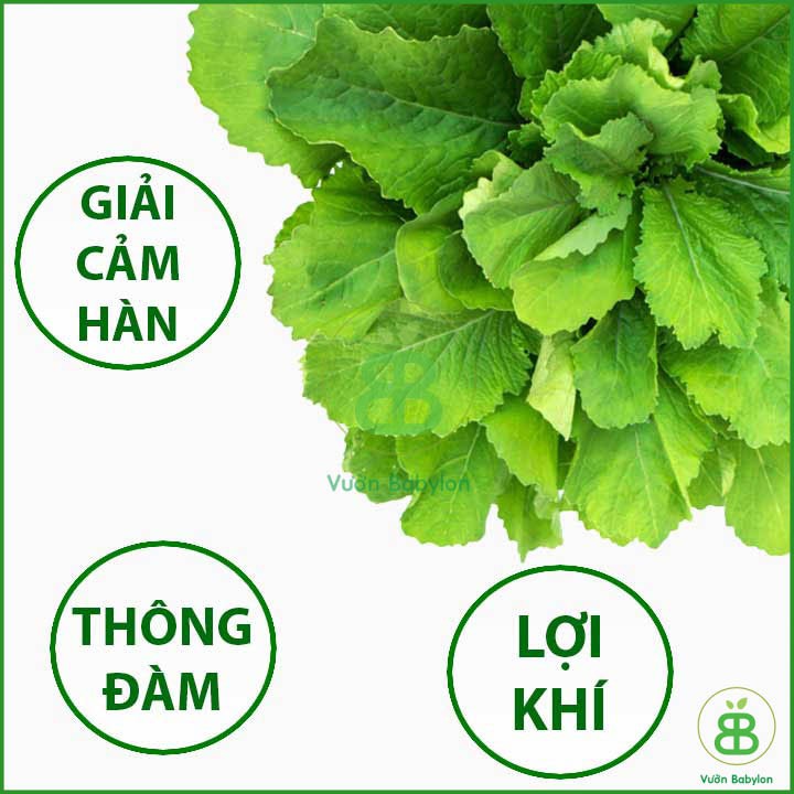 Hạt Giống Cải Bẹ Xanh Ăn Non 20Gr Năng Suất Cao, Nhanh Thu Hoạch