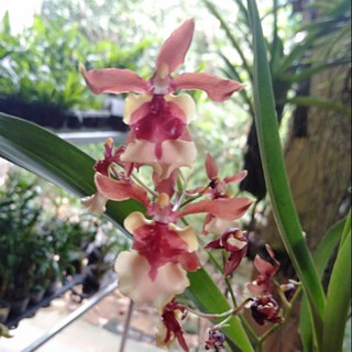 Hoa phong lan vũ nữ chocolate