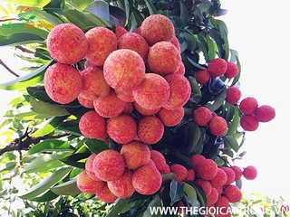 Cây VẢI THIỀU lục ngạn bắc giang