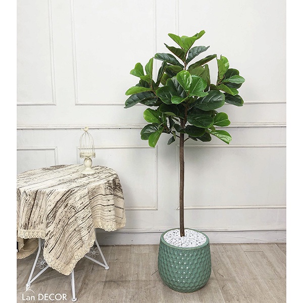 Cây bàng Singapore giả cao cấp, thân cây thật, cao 90cm - 180cm, cây bàng giả decor trang trí nội thấ