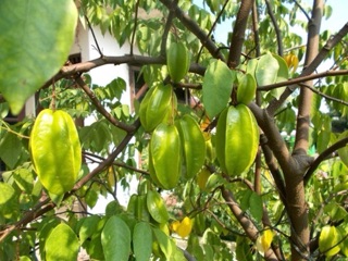 Cây khế ngọt mau cho trái