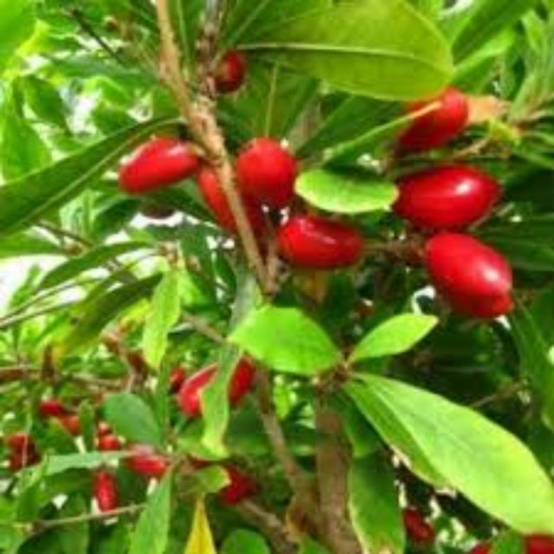 TRÁI THẦN KỲ CÂY GIỐNG CÂY THẦN KỲ..ăn gì cũng ngọt