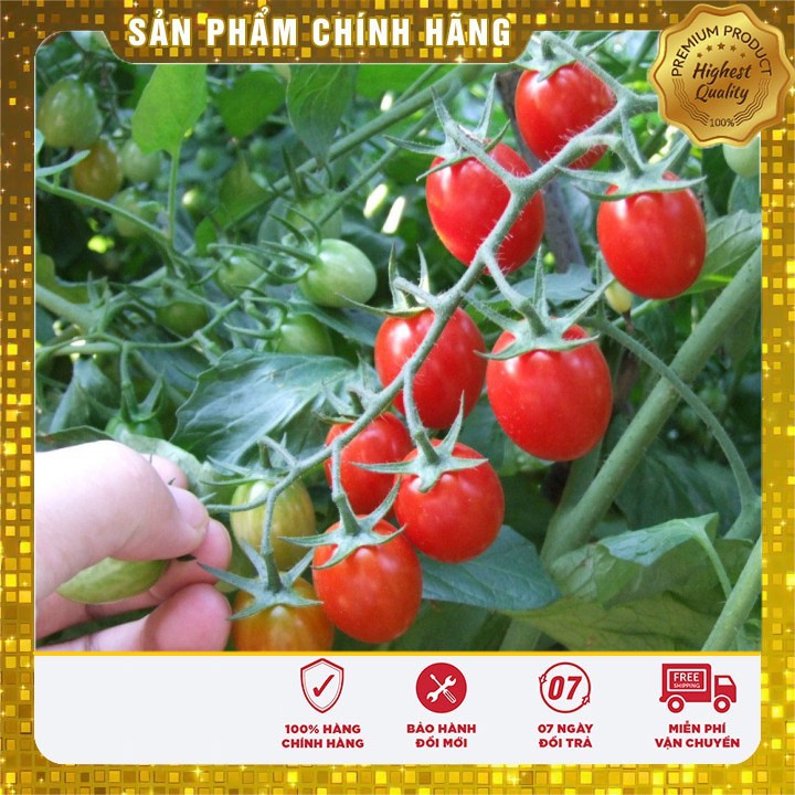 Hạt giống Cà Chua Bi Nhót 30 Hạt [Bán Sỉ]