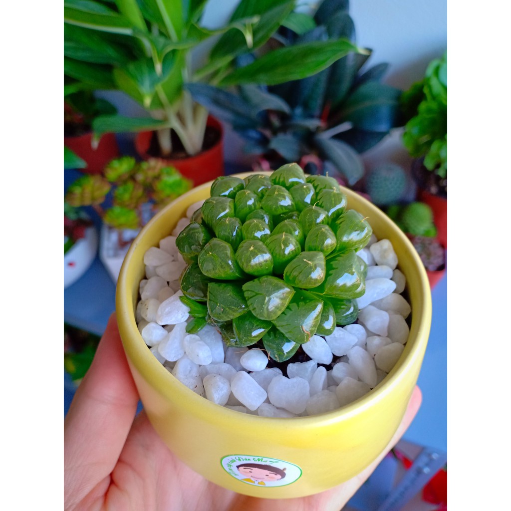 Cây cảnh mini để bàn:Cây Sen Ngọc