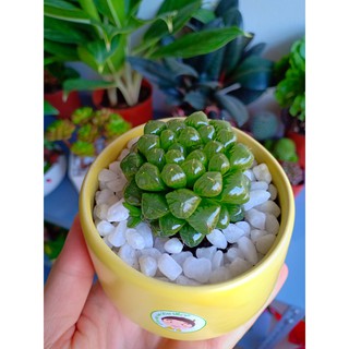 Cây cảnh mini để bàn:Cây Sen Ngọc