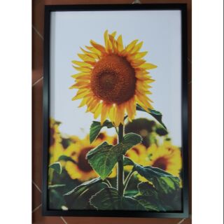 Tranh canvas hoa hướng dương 40x60 kèm khung