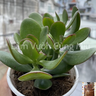 Sen Đá Thạch Bích 🍃🍃🍃 Size Trung