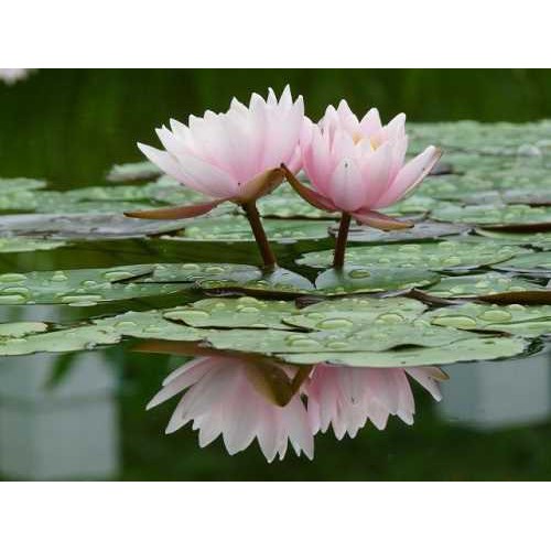 Hạt giống hoa súng