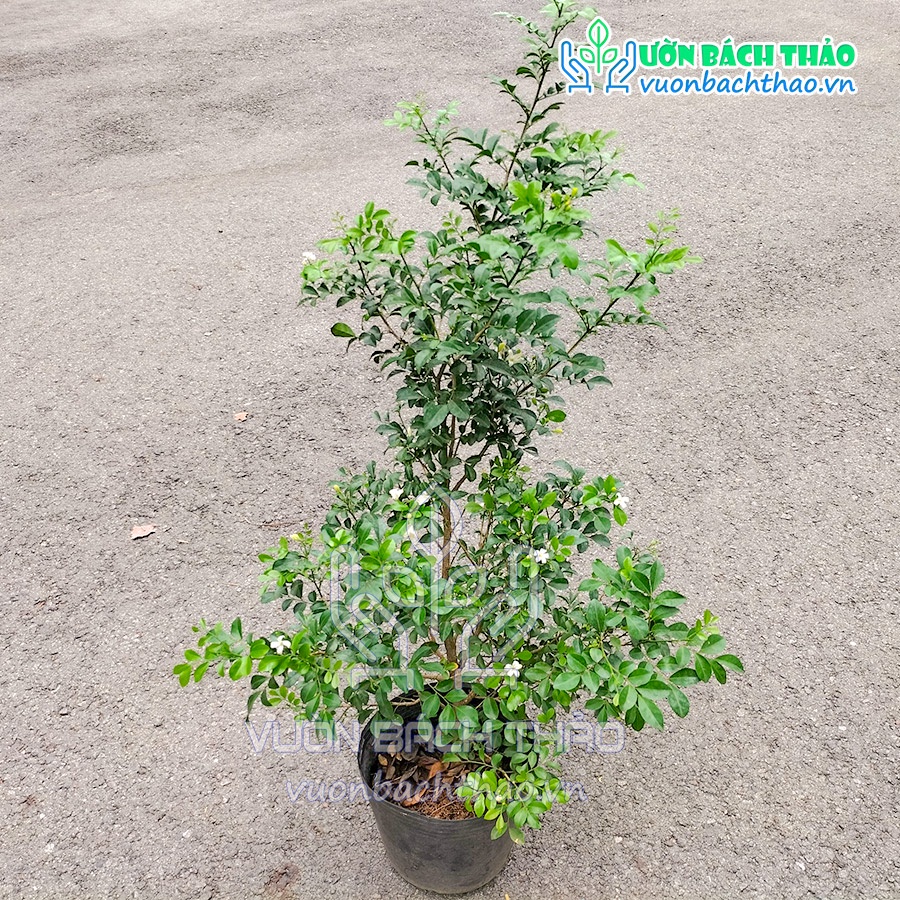 Cây nguyệt quế thái siêu bông cực thơm