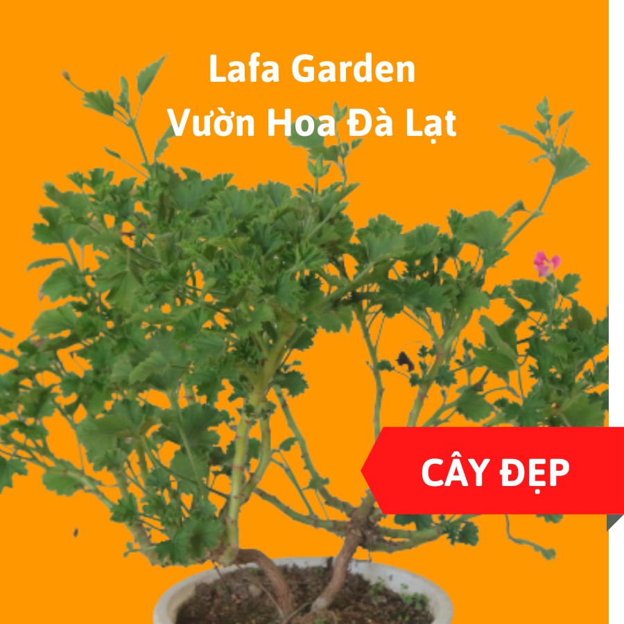 Cây hoa phong lữ mắt thần giống mới cây khỏe, nhiều cành nhánh