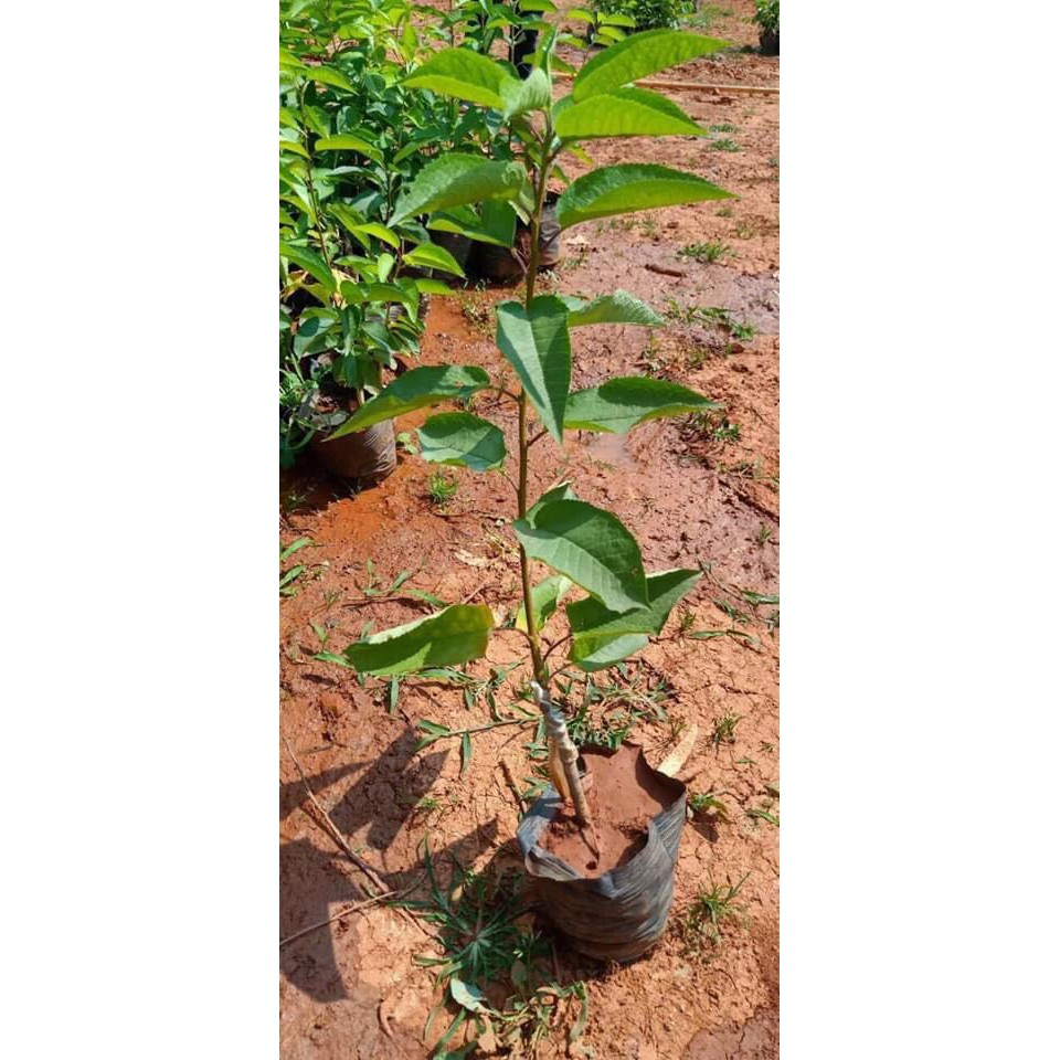 Cây cherry anh đào cao 50-60cm có quả sau 6 tháng - Lá răng cưa (Ảnh thật).