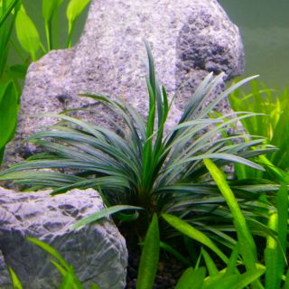 Dứa, cỏ cói (thủy sinh nha trang)