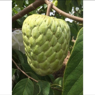Cây giống na trái khổng lồ,cây ghép trái sớm