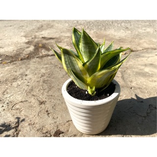 CHẬU CÂY LƯỠI HỔ LỚN ĐỂ BÀN ĐẸP