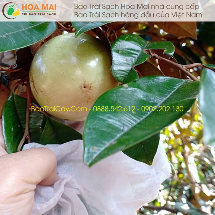 Túi bao Vú Sữa Hoa Mai 18x20  chống sâu ruồi vàng đục quả bao trái sạch giá rẻ - hàng chính hãng