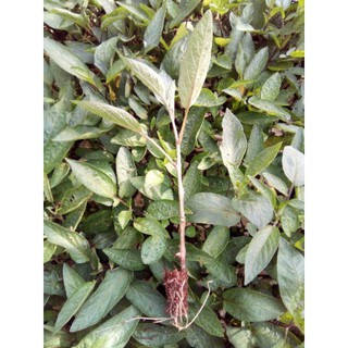 1cây giống dưa pepino