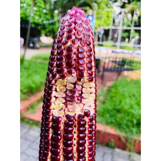 Hạt giống ngô tím ( bắp nữ hoàng )