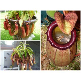 Hạt Giống Cây Nắp Ấm