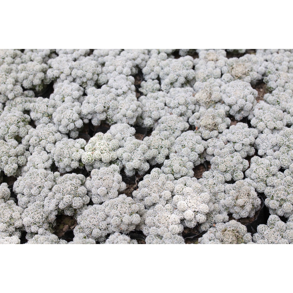 Xương rồng trứng chim cỡ vừa 3-5cm