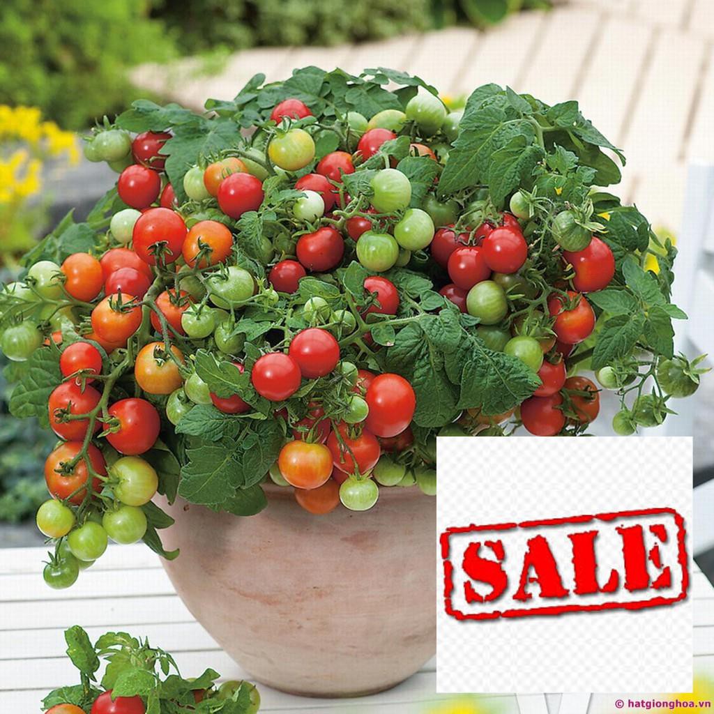 Hạt giống cà chua cherry lùn đỏ 30 hạt SALE