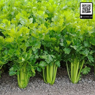 Chỉ 1K - 100 hạt giống rau cần tây - Tập làm vườn cùng Tạ Gia Trang