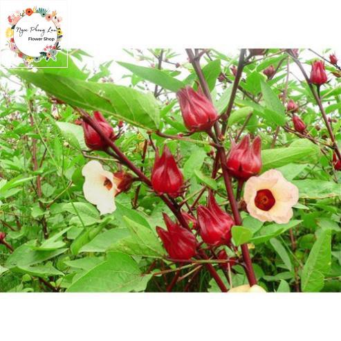 Giống Cây Giấm, Hoa Atiso Đỏ - Gói 2 Gram