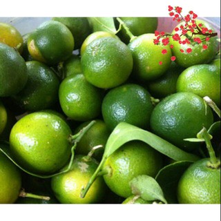 [1KG] Tắc Ăn Bánh Tráng TrỌng Nghĩa