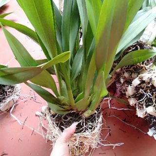 Hoa phong lan vũ nữ cam lửa