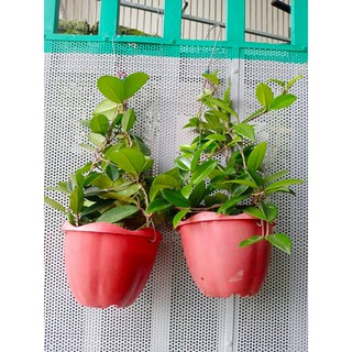 Cẩm cù chậu đại