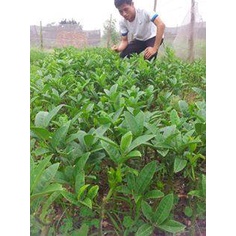 CÂY PHẬT THỦ GIỐNG-GIÁ TRỊ KINH TẾ CAO