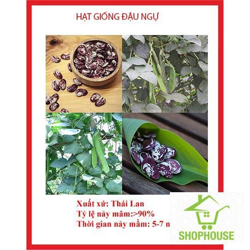 shophouse Gói 5 hạt giống đậu ngự 100% nảy mầm  SHOP HOUSE  TẾT KHUYẾN MẠI