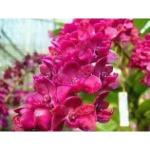 Phong lan đai châu màu cam - ngọc điểm thái hàng hoa tết