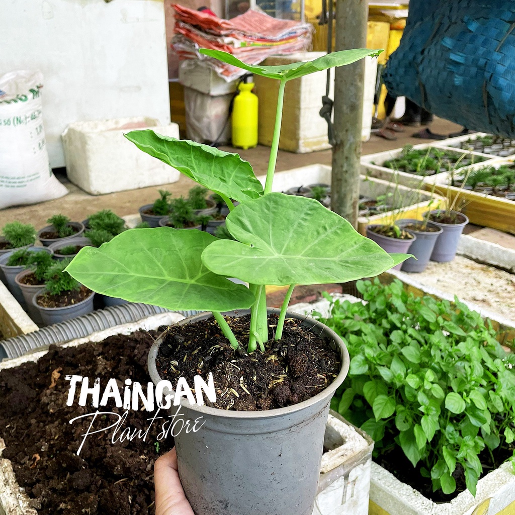 Cây Bạc Hà Dọc Mùng, Rau Sạch Vườn Trồng - Vườn Ươm Thái Ngân