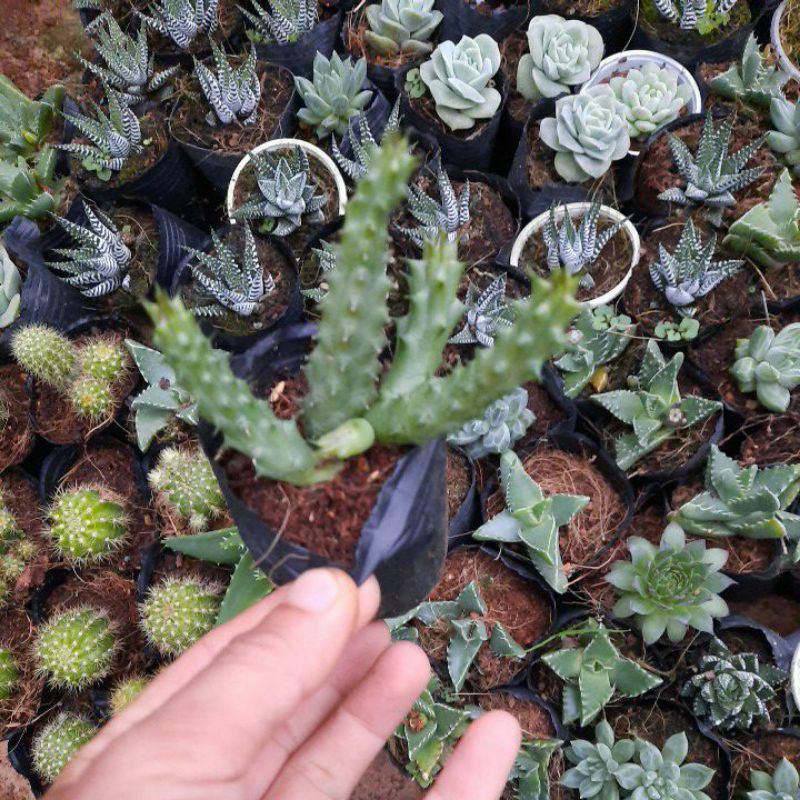 Sen đá sao biển kích thước bầu (8x8cm) 1 cây sen đá bầu LAFA GARDEN