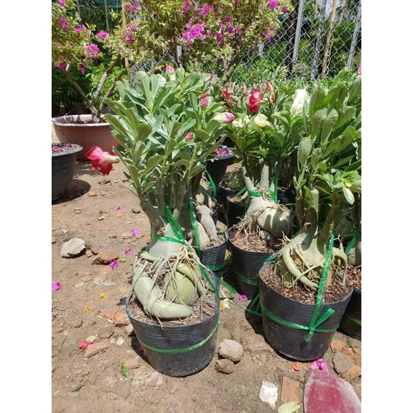 Cây Sứ Thái