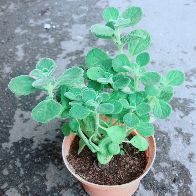 Nhất Mạt Hương (sen thơm) kèm chậu sứ