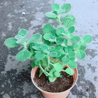 Nhất Mạt Hương (sen thơm) kèm chậu sứ