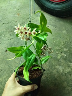 CẨM CÙ BUOTII