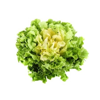 Hạt giống Salad hạt diếp xoăn 100h