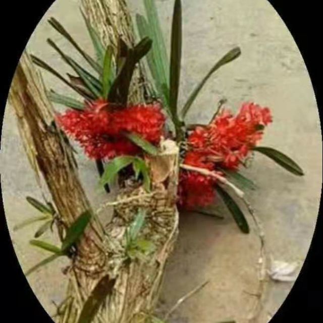 Quế đỏ