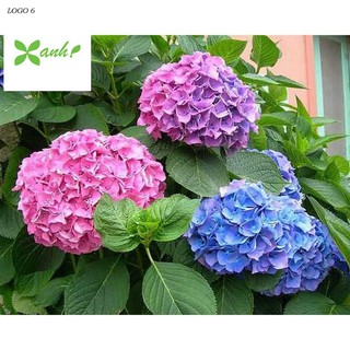 Hạt giống Cẩm tú cầu mix (10 hạt)