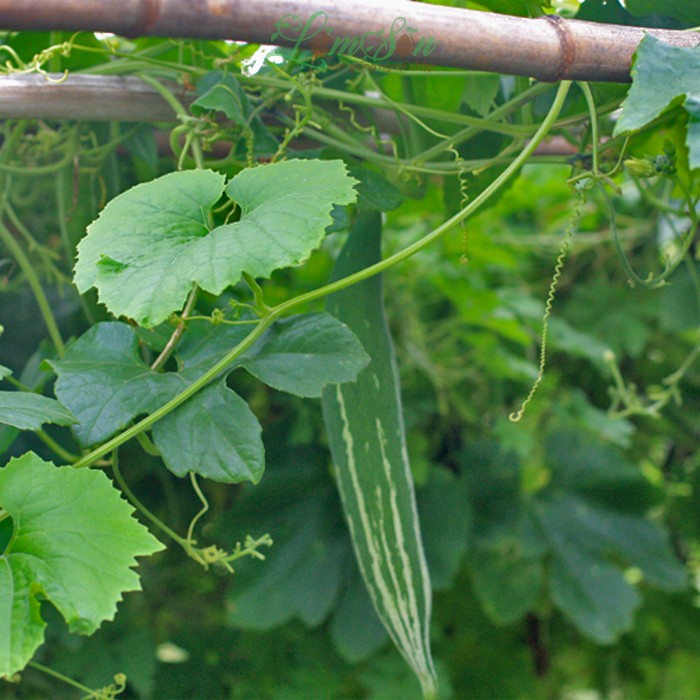 Hạt Giống Lặc lày F1 Nảy Mầm 100% 🌱🌱🌱