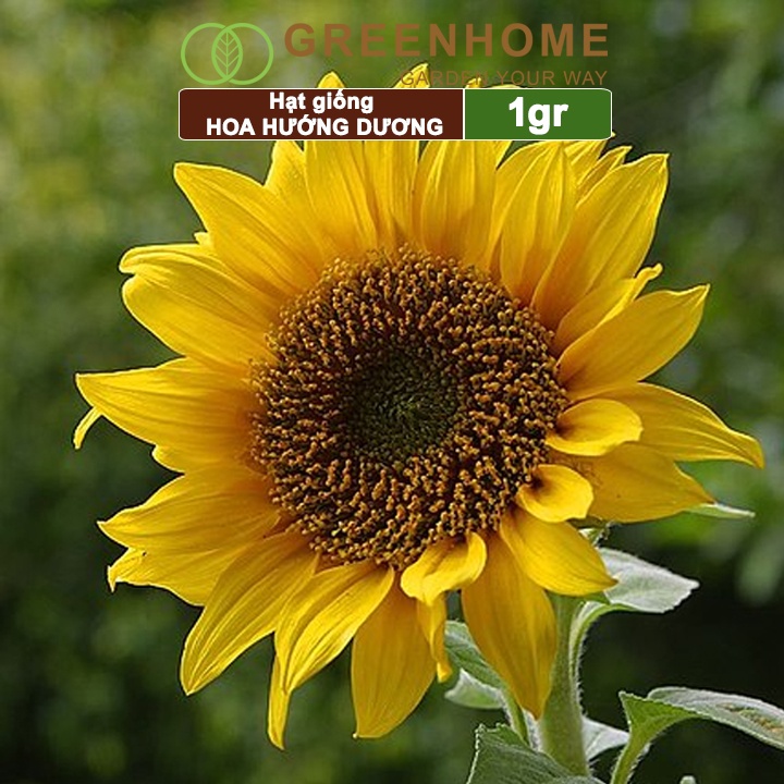 Hạt giống hoa Hướng dương ,gói 1g, dễ trồng, ra hoa bền H03 |Greenhome