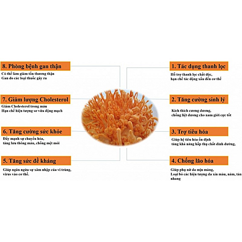 Trà đông trùng hạ thảo Elite tăng cường sức khỏe sinh lý nam - THỰC PHẨM VÀNG BẢO VỆ SỨC KHỎE (HIBABY PLUS)