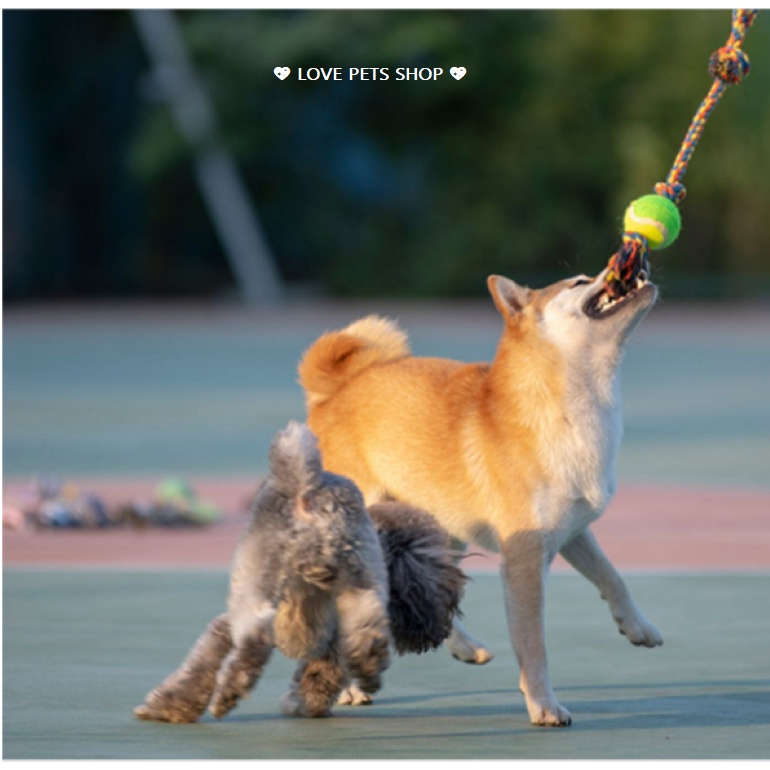 ĐỒ CHƠI CHO CHÓ, DÂY THỪNG GẶM SẠCH RĂNG CHO CHÓ - LOVE PETS SHOP
