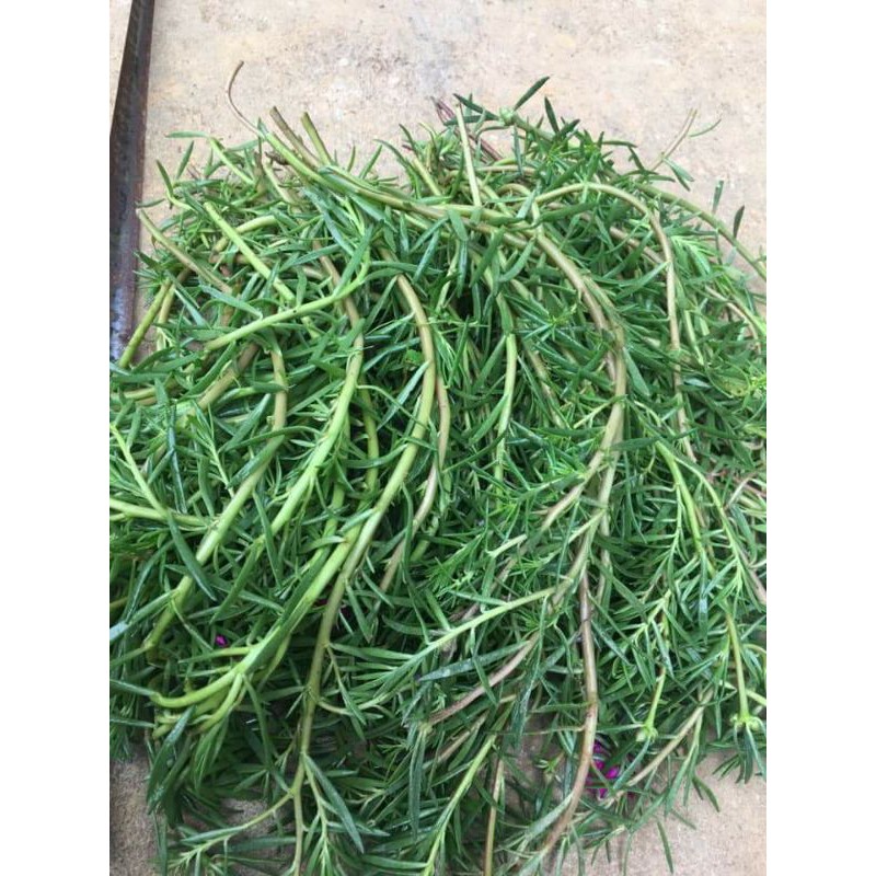 Hoa 10h 20 nhánh đủ màu